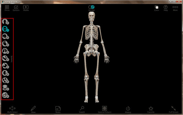 Human Anatomy Atlas